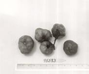 FRUIT